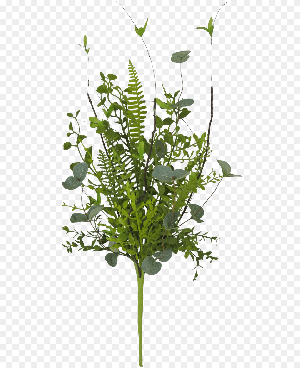 Fern Leaf, Plant Free Png