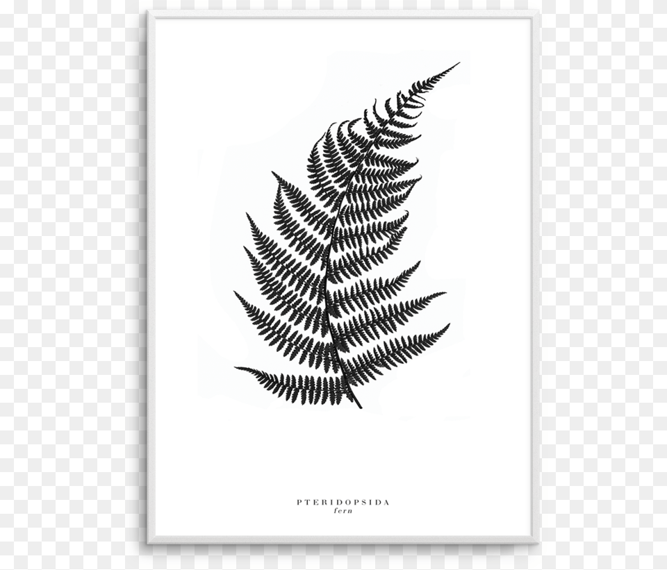 Fern Leaf, Plant Png