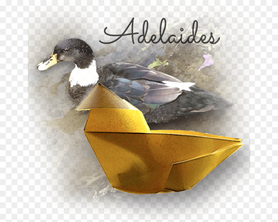 768x768 Mallard, Animal, Bird, Duck, Beak Free Png