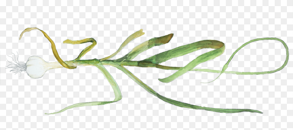 Garlic, Plant, Food, Produce, Flower Free Transparent Png