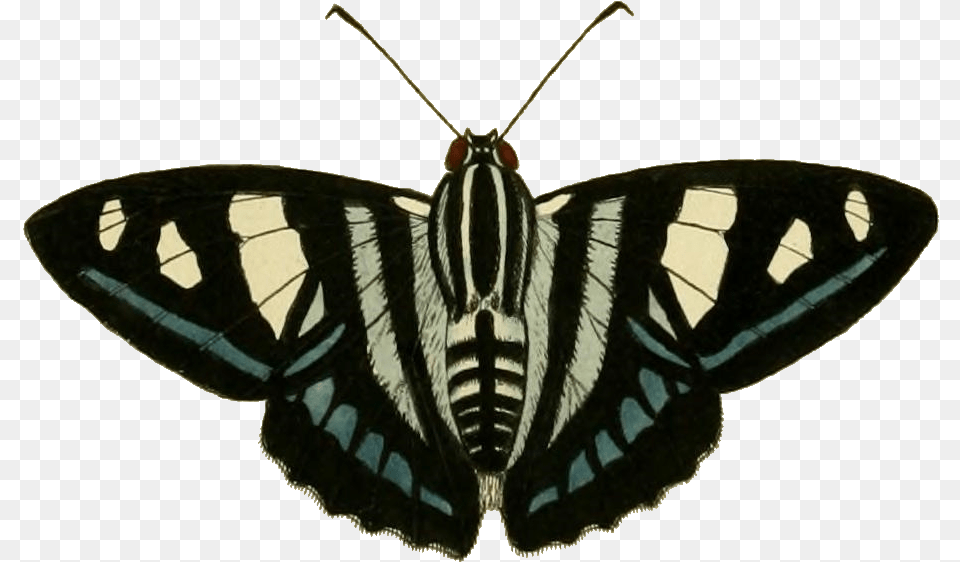 Butterfly, Animal, Insect, Invertebrate, Moth Free Png