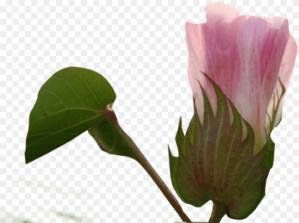 Cotton Plant, Bud, Flower, Petal, Rose Free Png Download