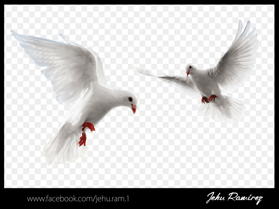 Palomas Blancas, Animal, Bird, Pigeon, Dove Free Transparent Png