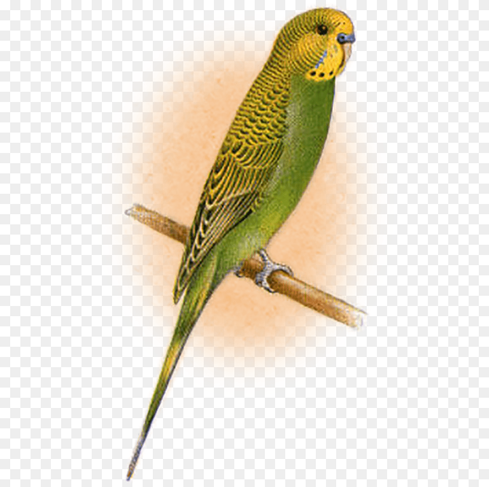 Green Parrot, Animal, Bird, Parakeet Png Image