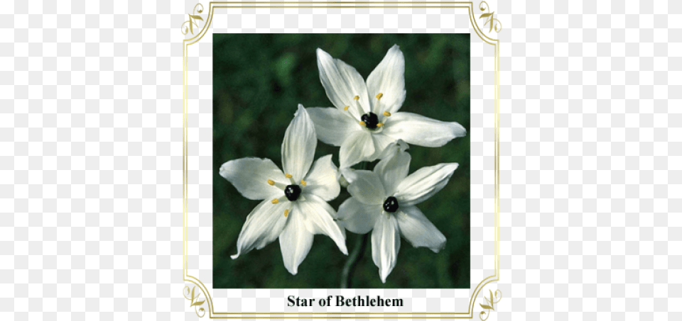 Bethlehem Star, Anther, Flower, Petal, Plant Free Transparent Png