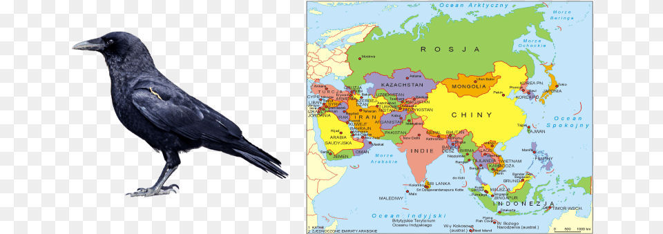 782x412 Guess American Crow, Animal, Bird, Blackbird, Chart Png Image