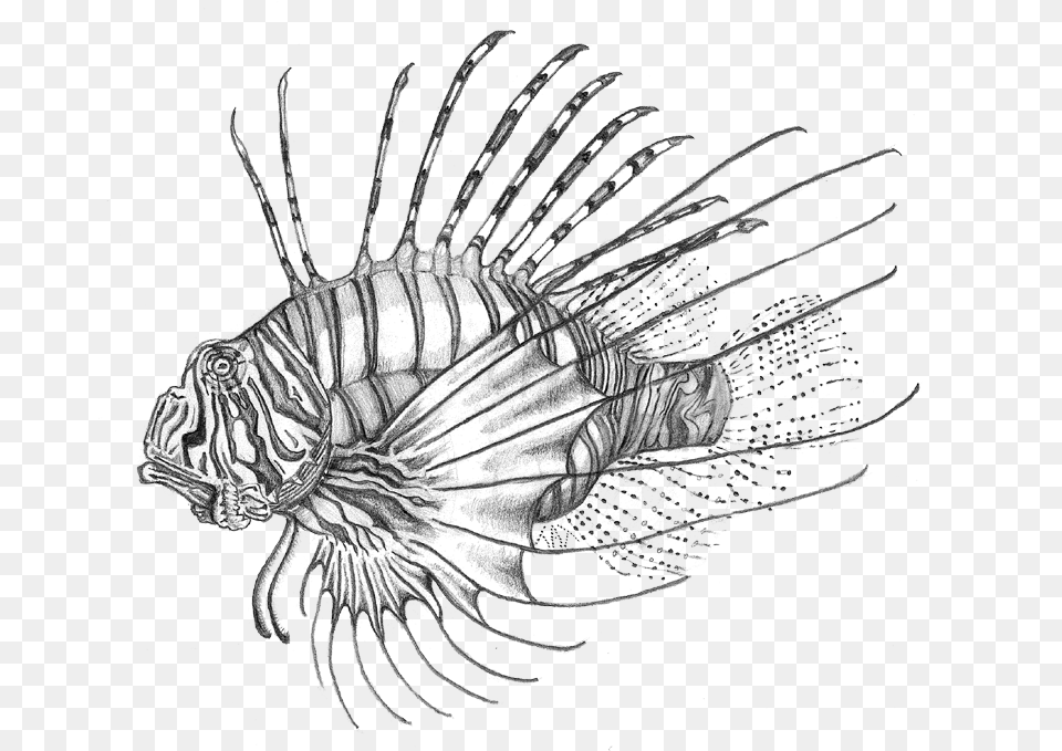 Lionfish, Aquatic, Water, Art, Animal Png