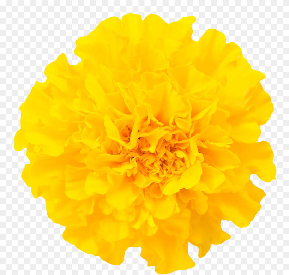 Zendu Flower, Carnation, Petal, Plant Png