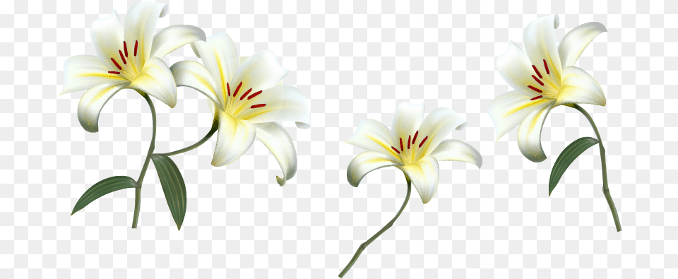 White Flower Vector, Plant, Lily, Anther Png Image