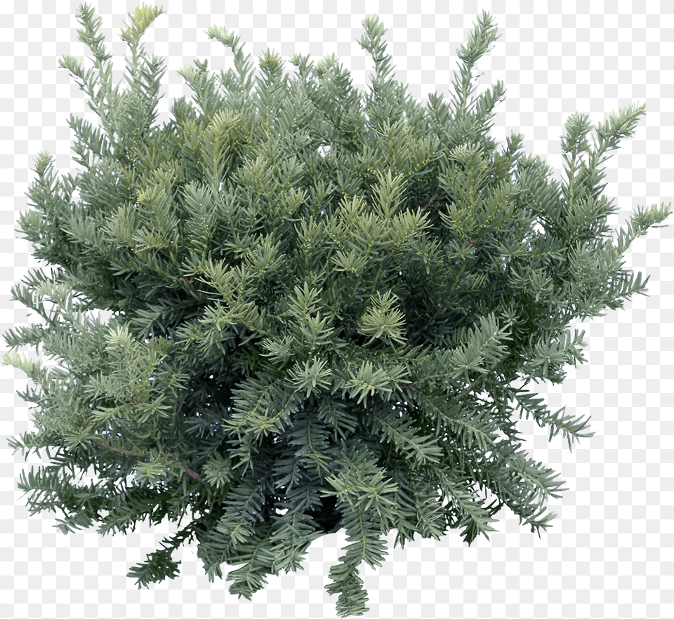 Tree Cutout, Conifer, Plant, Vegetation, Yew Free Png Download