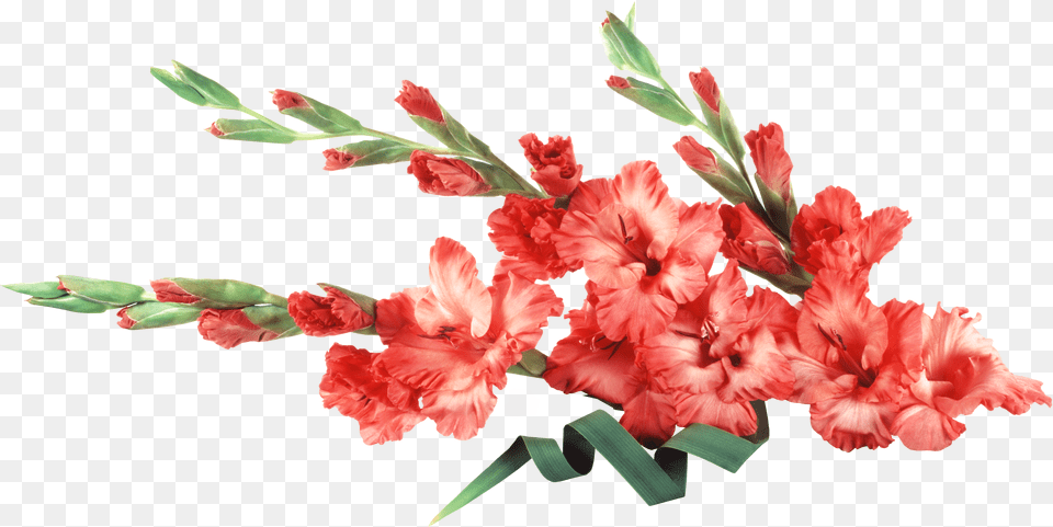 Gladiolus Png Image