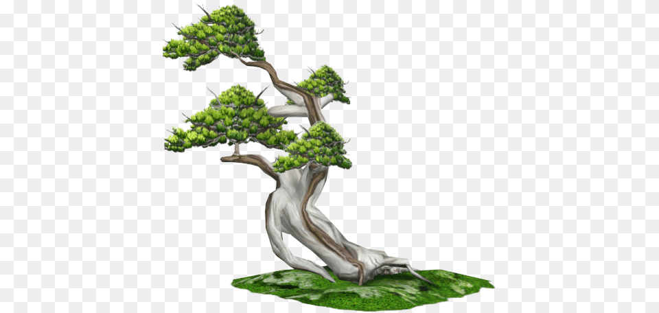 Bonsai, Plant, Potted Plant, Tree Free Transparent Png