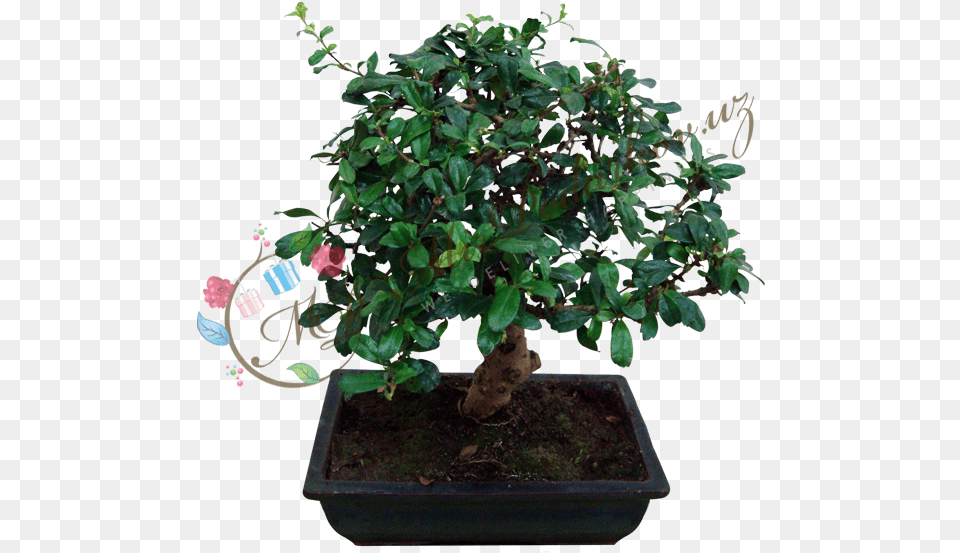 Bonsai, Plant, Potted Plant, Tree, Flower Free Png