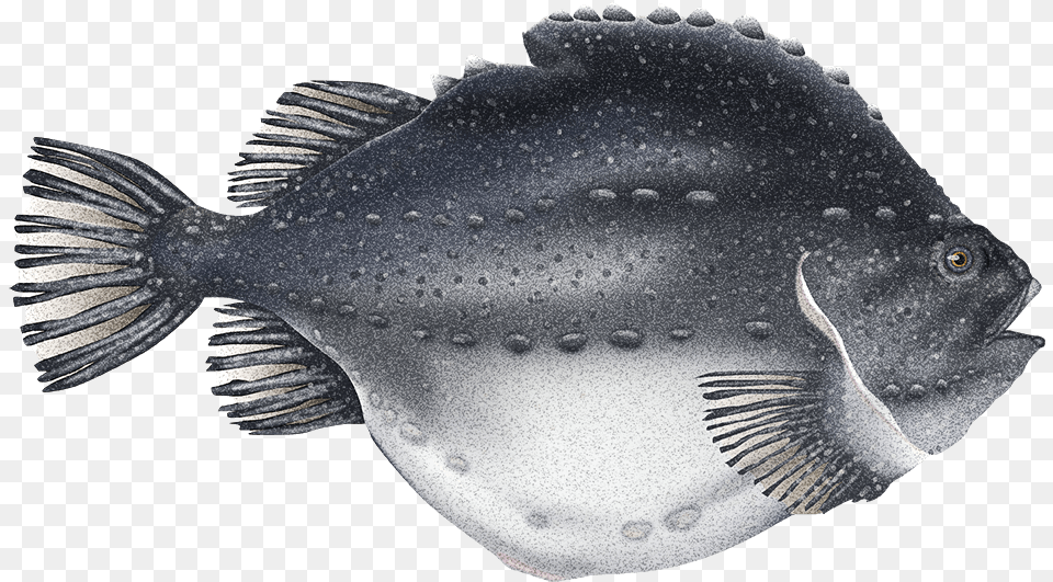 Fish Head, Animal, Sea Life Free Transparent Png