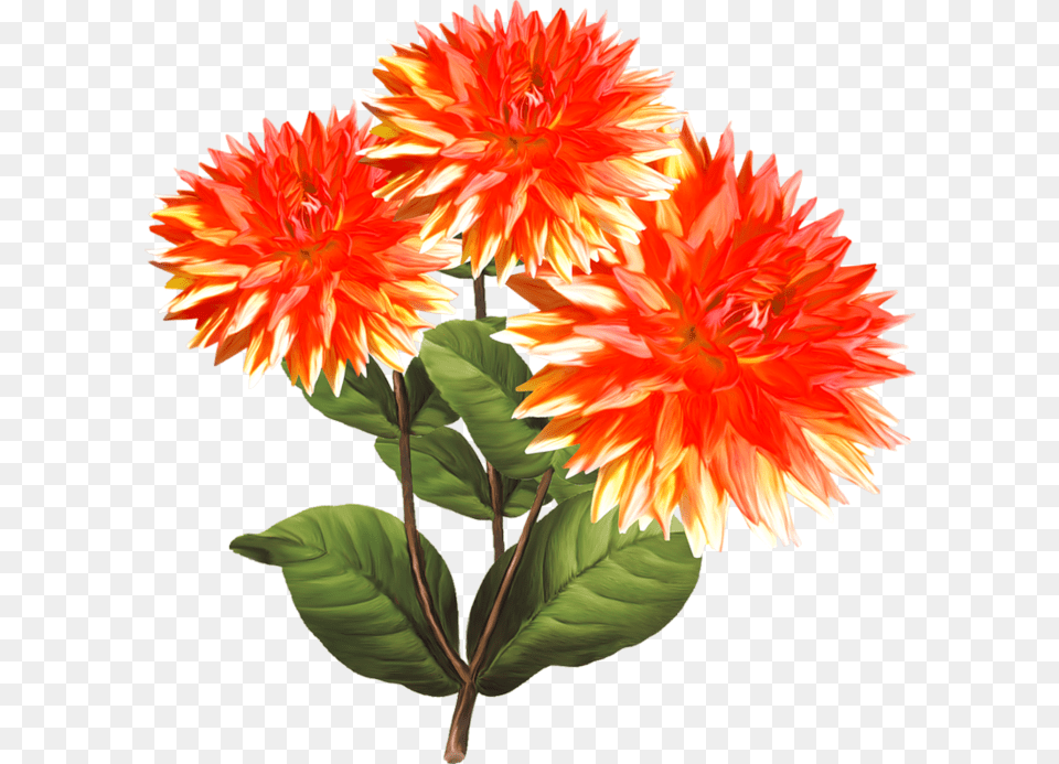 8 Portable Network Graphics, Dahlia, Flower, Plant, Leaf Png