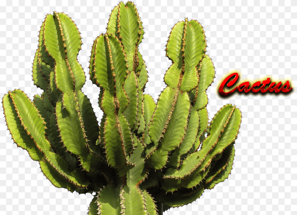 Nature Hd, Plant, Cactus Free Png Download