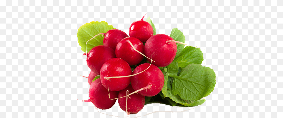 Radish, Food, Plant, Produce, Vegetable Free Transparent Png