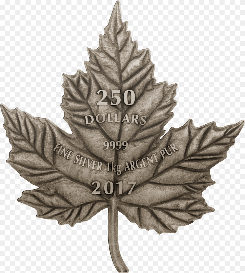 Canada Maple Leaf, Plant, Tree, Maple Leaf, Person Free Transparent Png