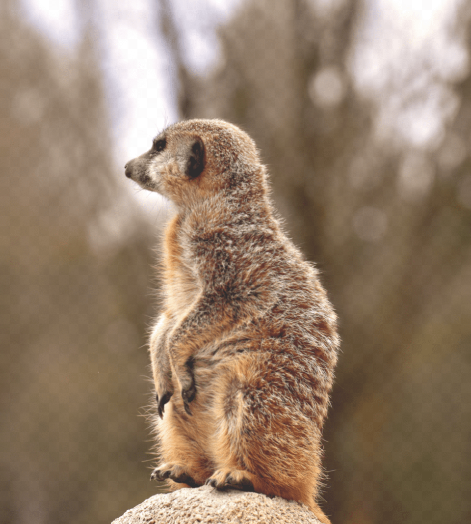 Meerkat, Animal, Bear, Mammal, Wildlife Png