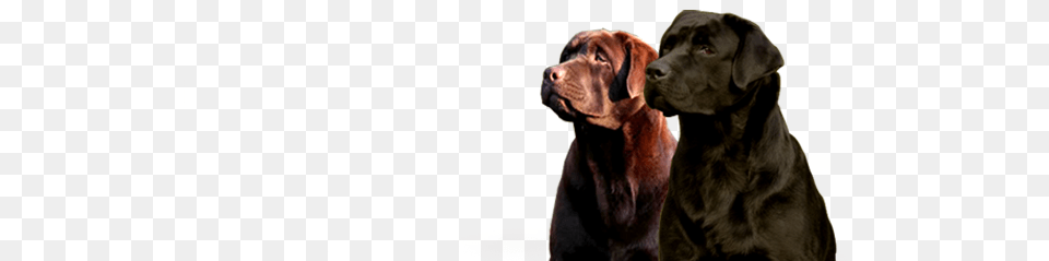 Labrador, Animal, Canine, Dog, Mammal Free Transparent Png