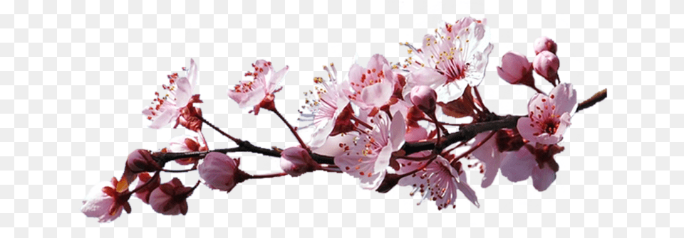 Cherry Blossom Branch, Flower, Plant, Cherry Blossom Free Png Download