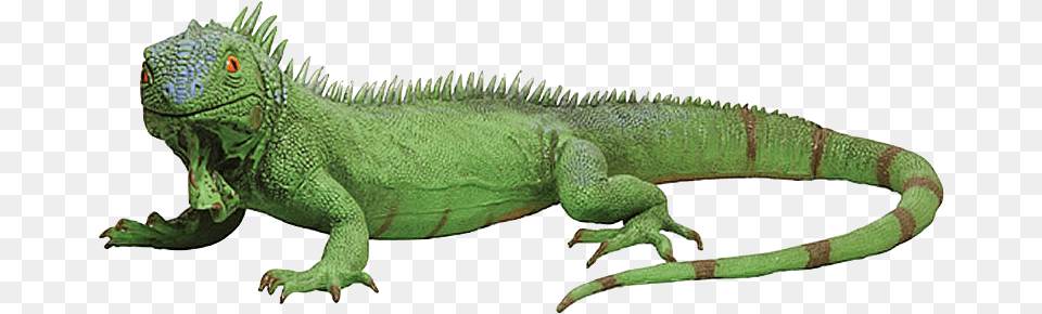 8210 Jumbo Foam Iguana Green Iguana Transparent Background, Animal, Lizard, Reptile Png Image
