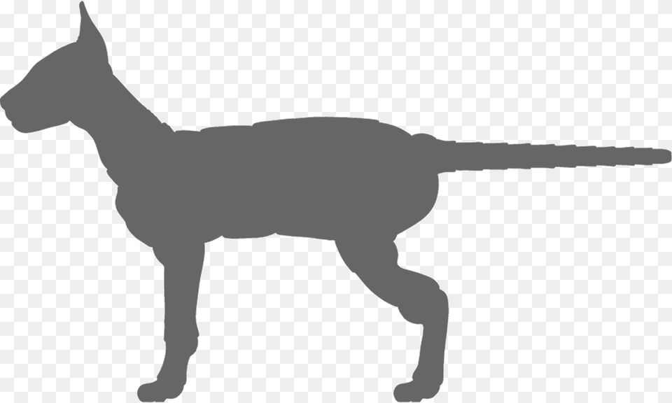 Dachshund Silhouette, Stencil, Animal, Kangaroo, Mammal Free Png