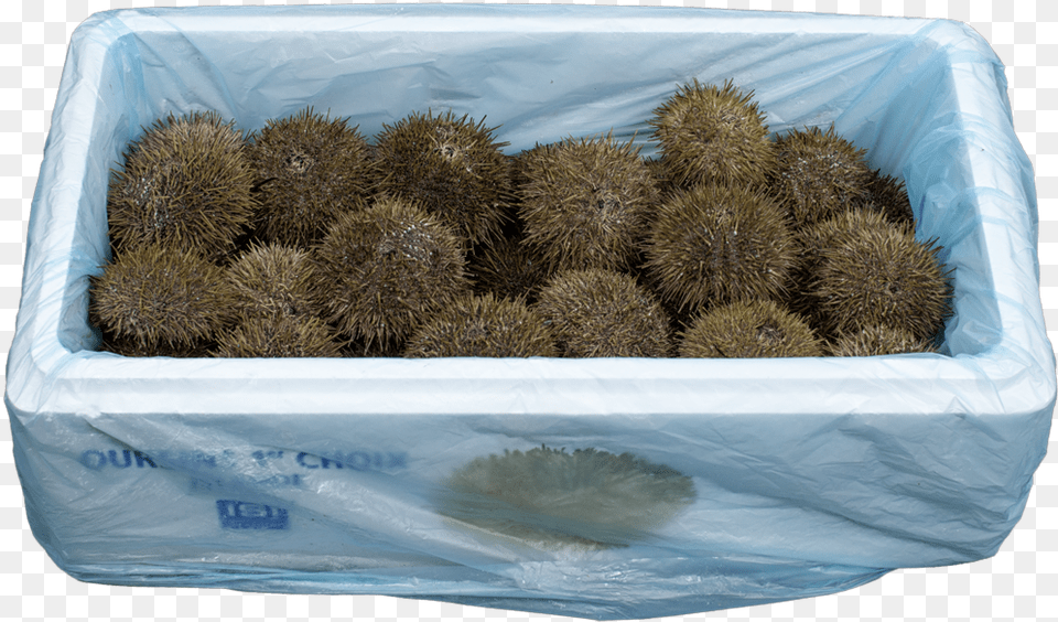 Sea Urchin, Animal, Invertebrate, Sea Life Free Png Download
