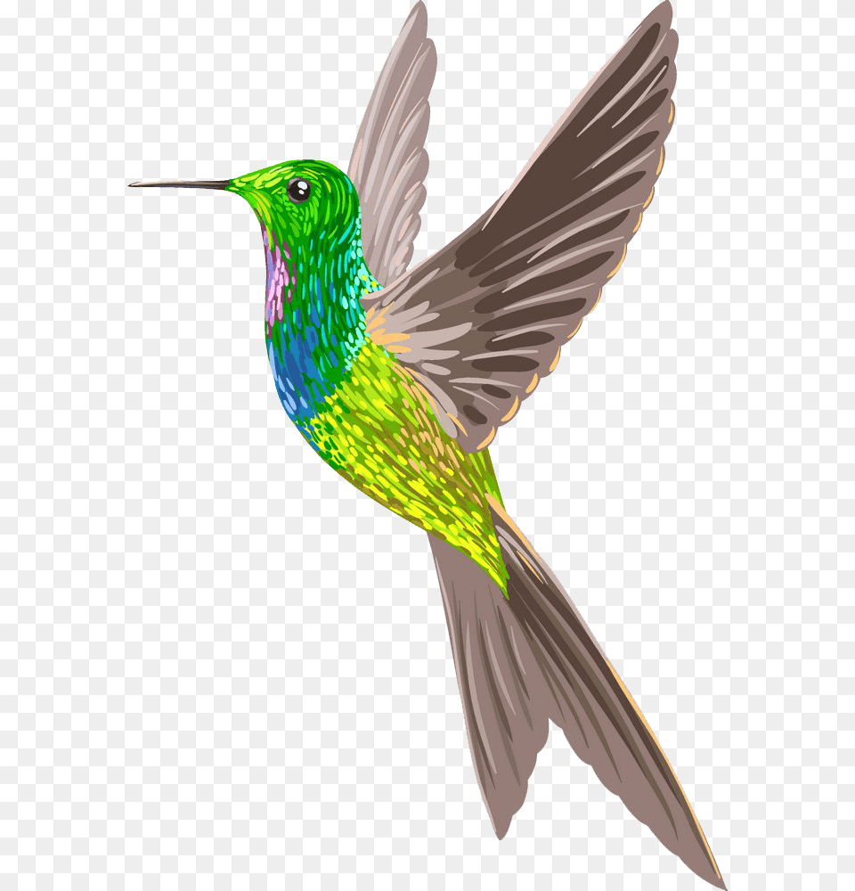 Humming Bird, Animal, Hummingbird Free Transparent Png