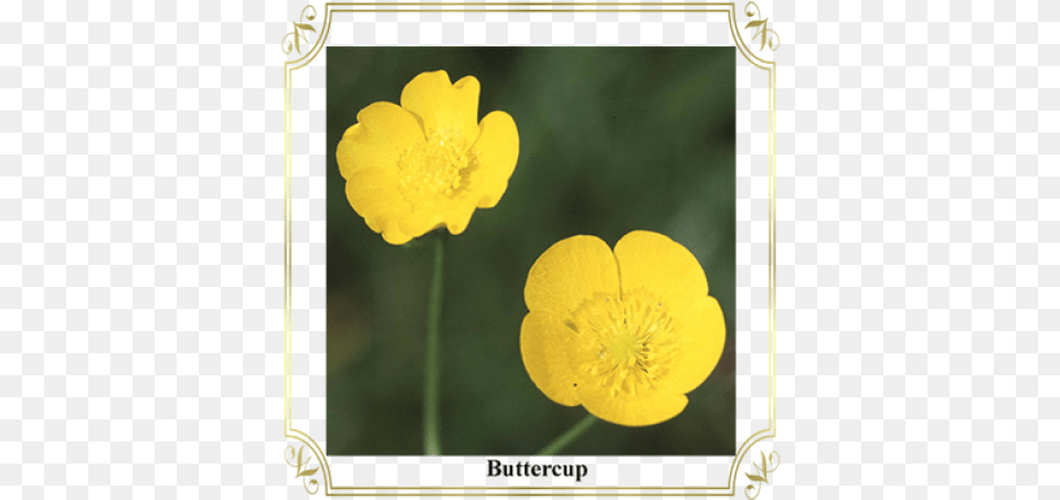 Buttercup, Anemone, Anther, Flower, Petal Png Image