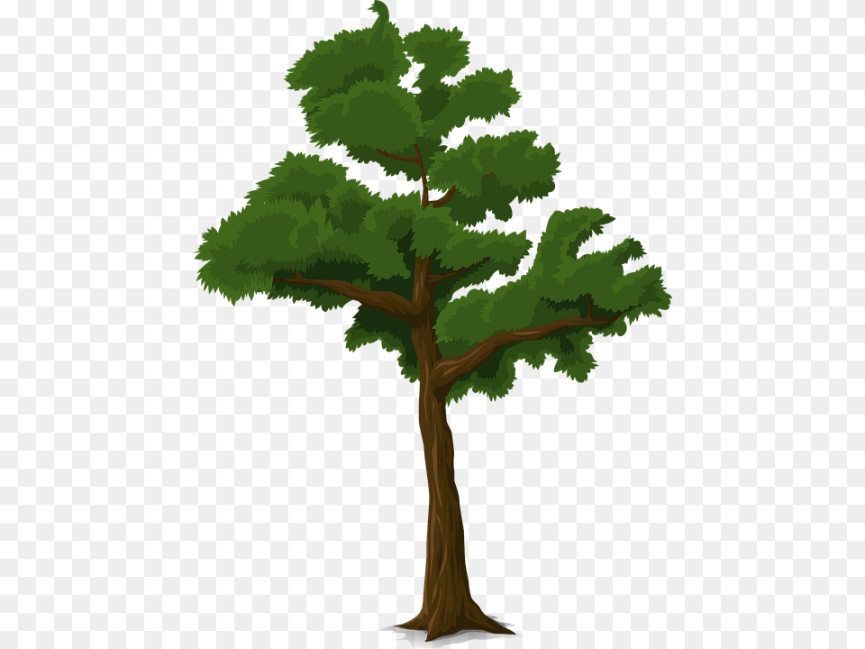 Images Of Trees, Plant, Tree, Pine, Conifer Free Transparent Png
