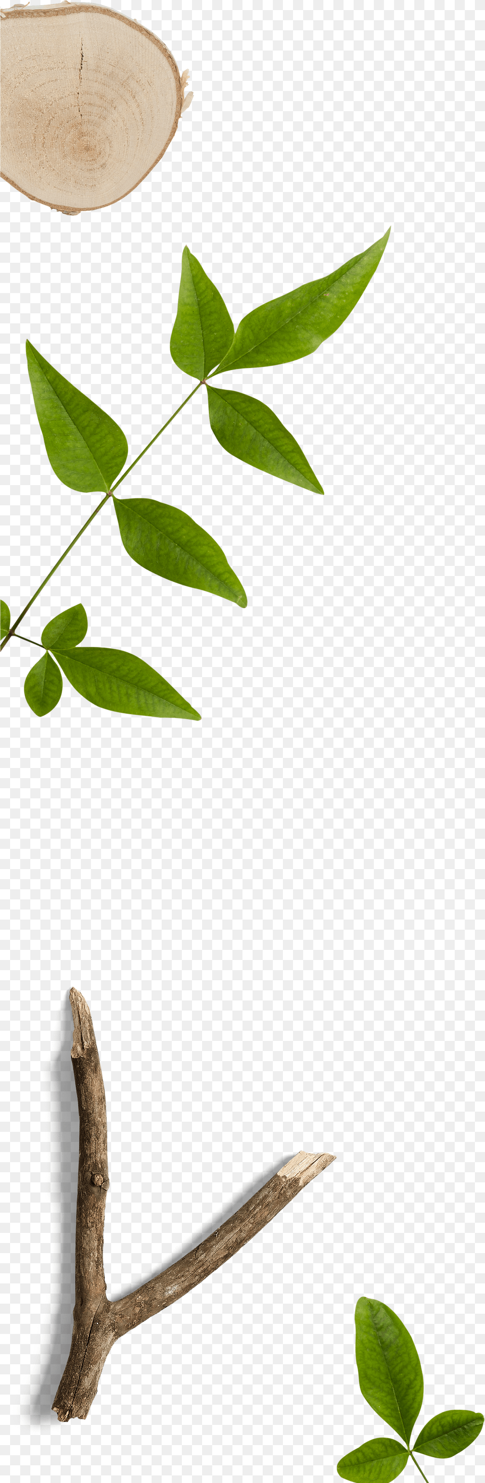 Single Banana Tree Plant, Leaf, Wood, Flower, Annonaceae Free Transparent Png