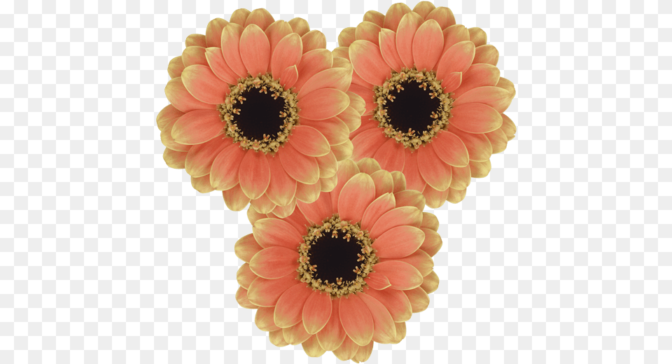 Single Flower, Dahlia, Daisy, Plant, Anemone Free Png Download