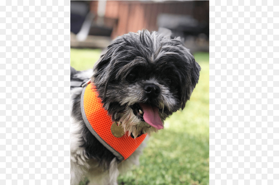 Shih Tzu, Animal, Canine, Dog, Mammal Free Png