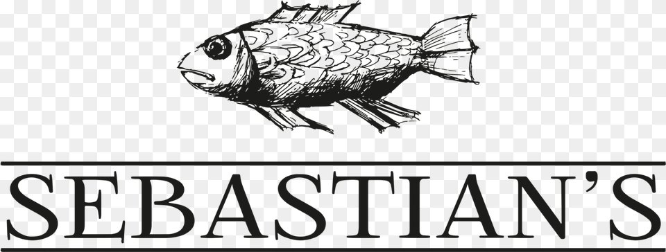 Sebastian, Animal, Fish, Sea Life Free Png