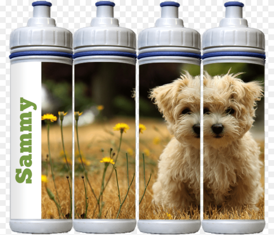Water Bottles, Bottle, Animal, Canine, Dog Png Image