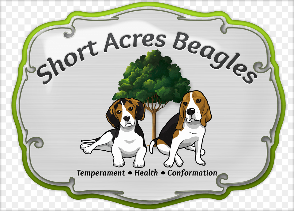 Beagle, Animal, Canine, Dog, Hound Free Png