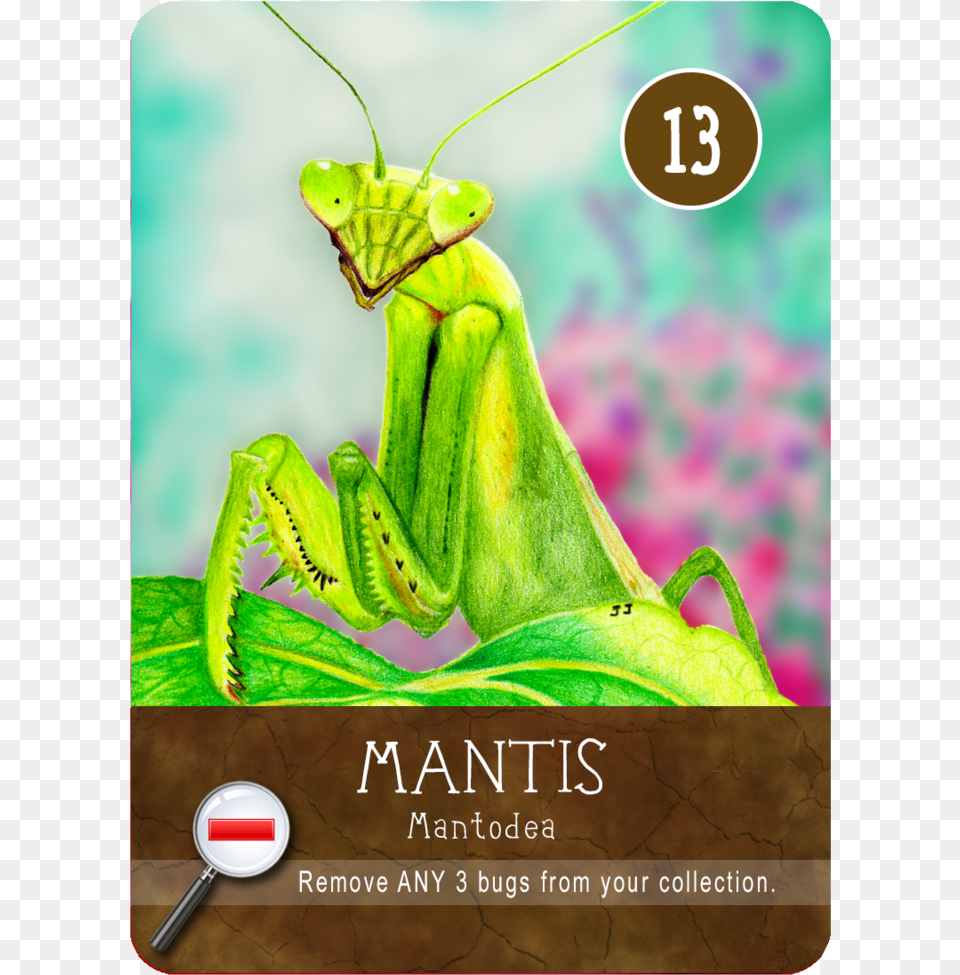 Mantis, Animal, Insect, Invertebrate Free Transparent Png