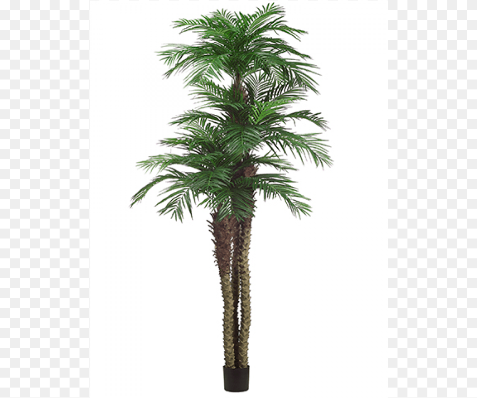 839 639 Tropical Area Palm Tree X3 W1781 Borassus Flabellifer, Palm Tree, Plant Free Png Download
