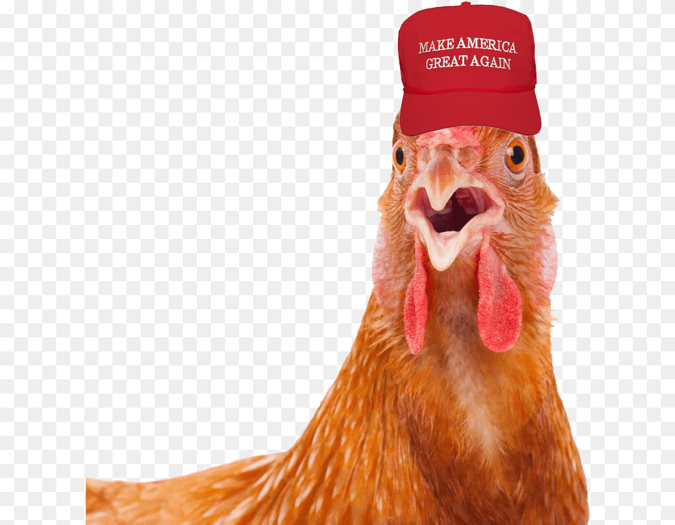 840x768 Rooster With Maga Hat, Animal, Bird, Chicken, Fowl Free Transparent Png