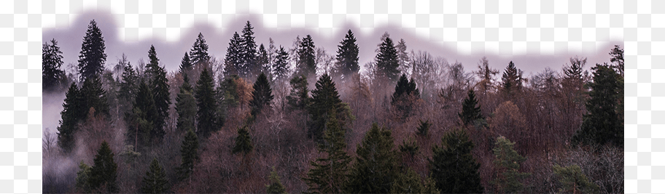 840x904 Desktop Backgrounds, Conifer, Tree, Plant, Pine Free Png Download