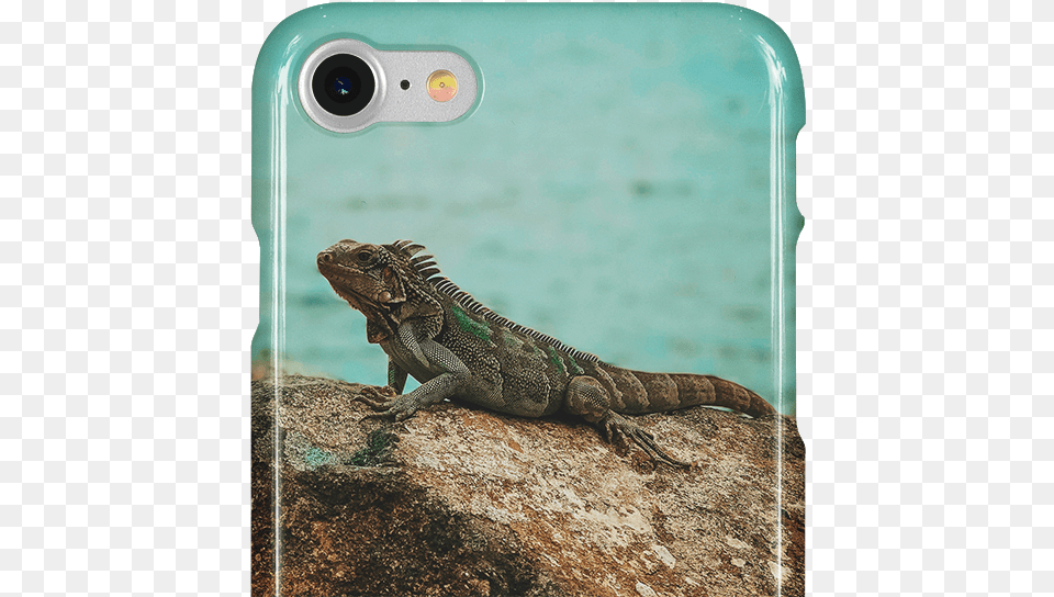 Iguana, Animal, Lizard, Reptile, Electronics Free Png