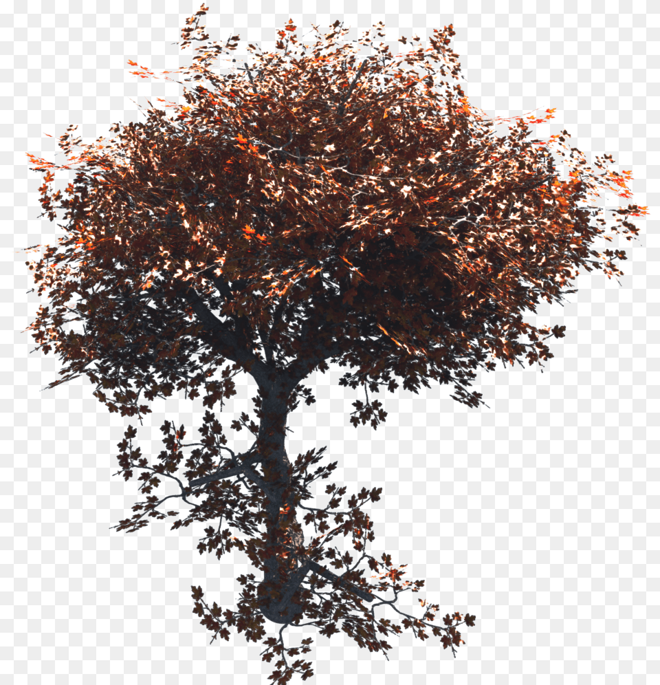 Orange Tree, Maple, Plant, Ice, Flower Png