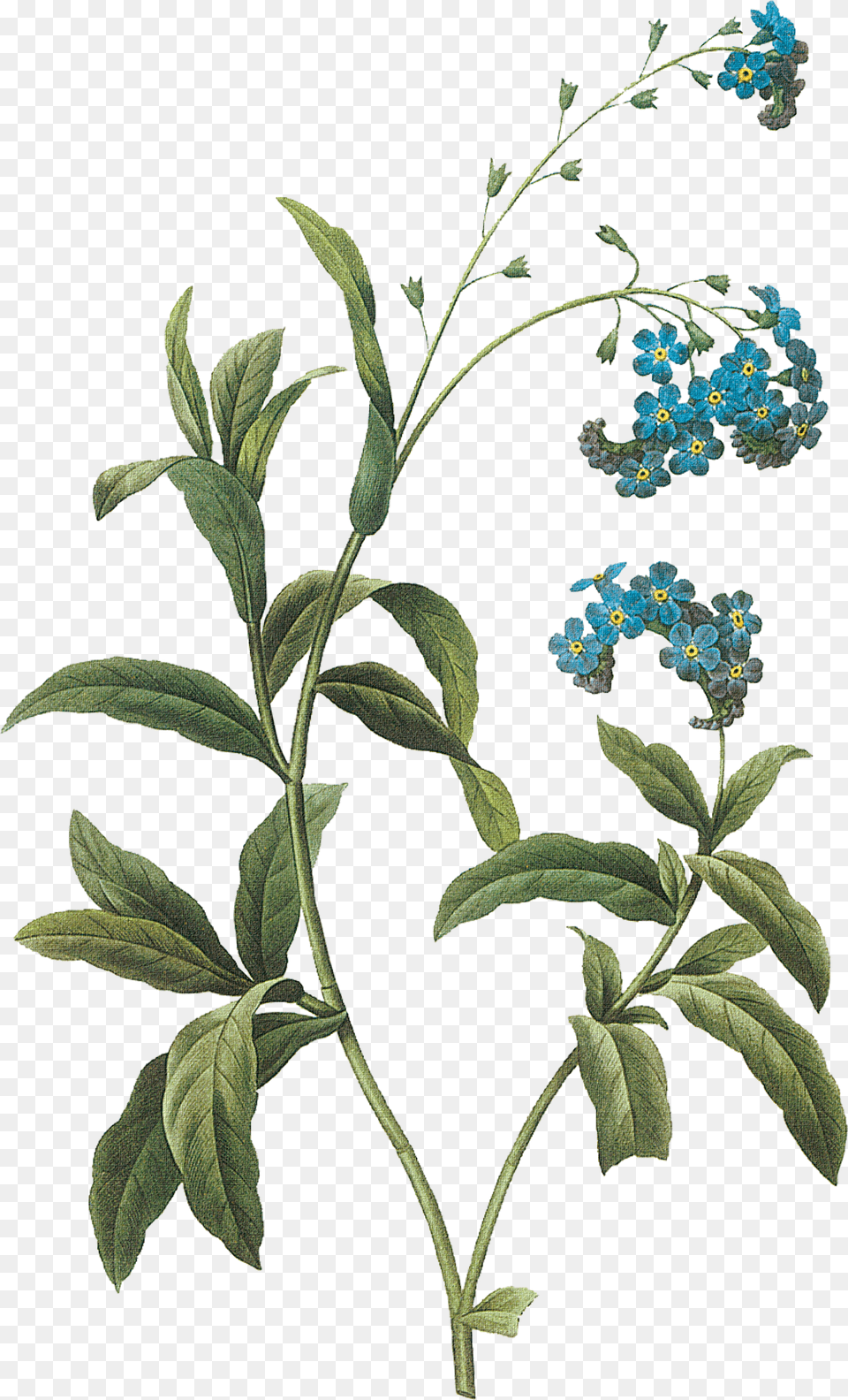 84f37 C074c808 Orig Flowers Joseph Pierre Redoute, Herbal, Herbs, Pattern, Plant Png Image