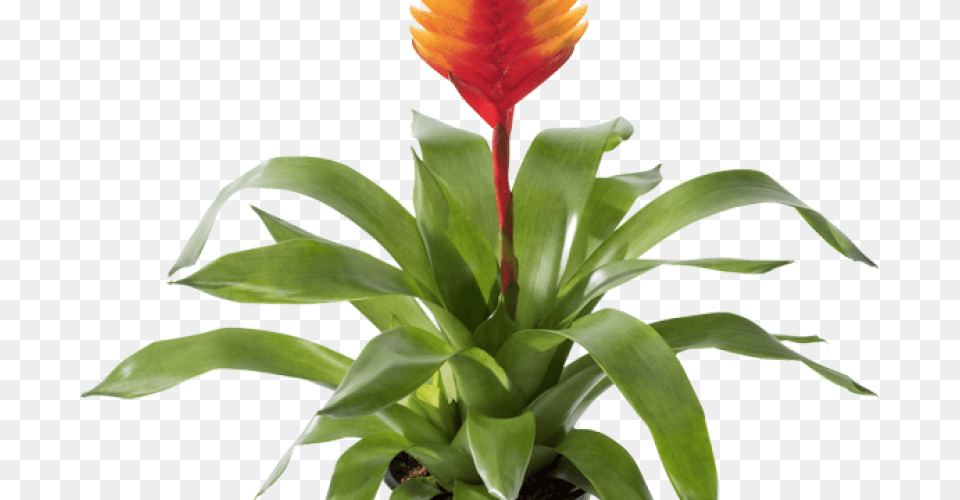 Pluma, Leaf, Plant, Flower Free Transparent Png
