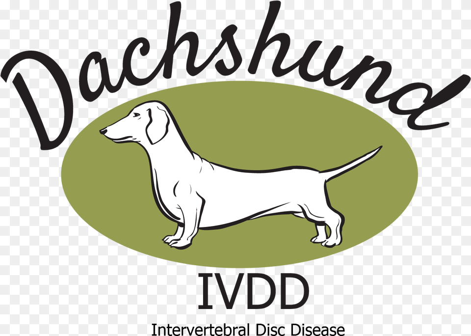 Dachshund, Animal, Canine, Dog, Hound Free Png Download