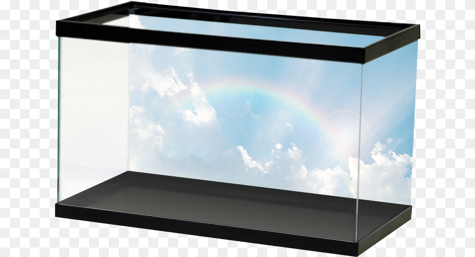 Sky Background, Animal, Sea Life, Outdoors, Nature Free Transparent Png