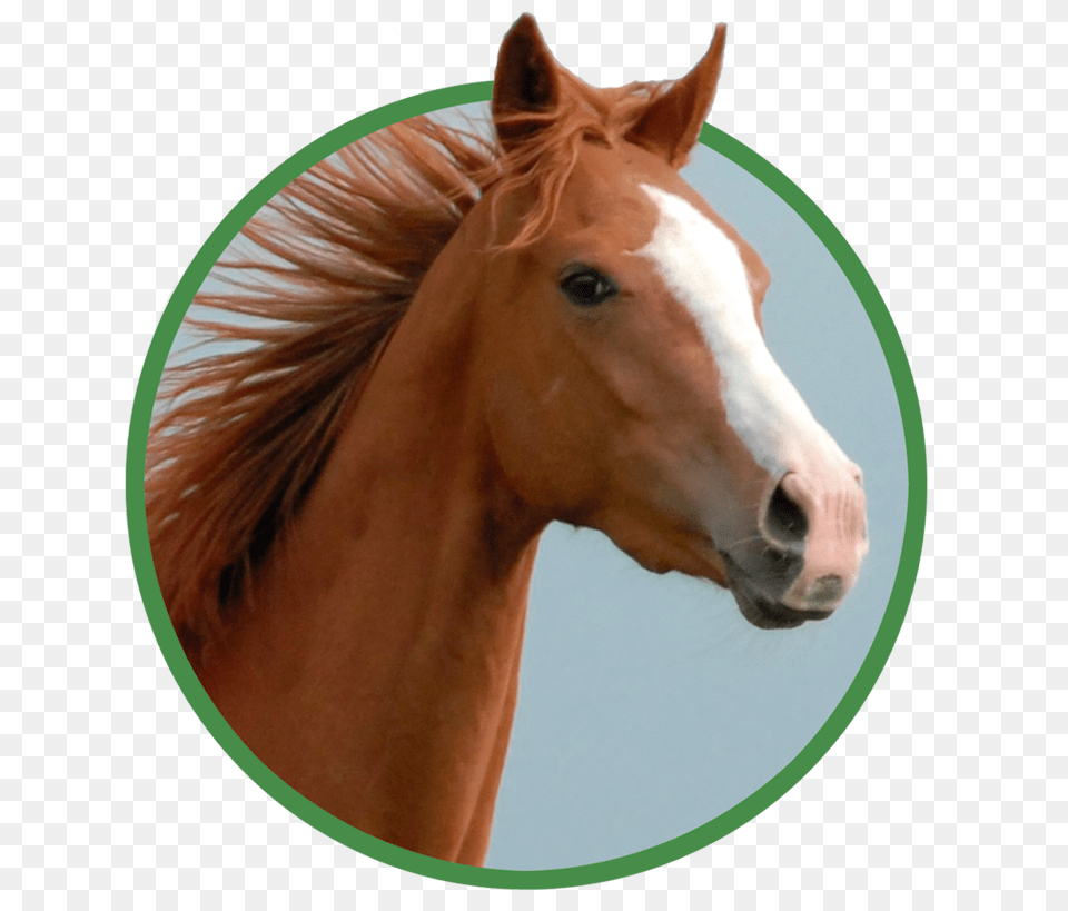 Caballo, Animal, Colt Horse, Horse, Mammal Free Transparent Png