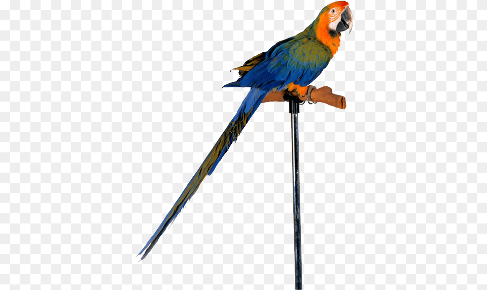 Parrot Images, Animal, Bird, Macaw Png Image