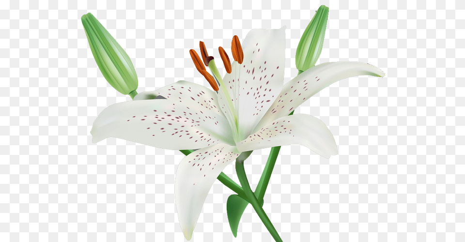 Easter Lily, Anther, Flower, Plant, Appliance Png
